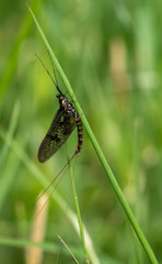 Green Drake Mayfly Ephemera danica male in spring with greengrass field background