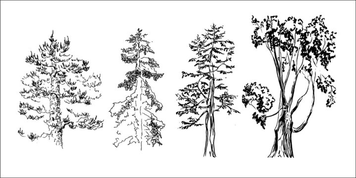 Sketch of trees. Simple black drawing of trees. Isolated vector spruce, pine, larch. Set of vector clipart trees