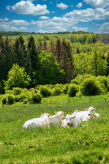 view of green valley and white cows with cloudy blue sky