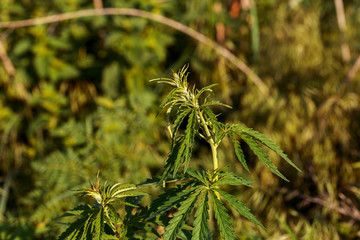 Marijuana Cannabis. Close up of a Cannabis leaf and Female Flowers. Medical Marijuana grown plants. Hybrid Hemp. Cola. Resin. Healing. Mental Health. Leafy, green leaves and healthy plants