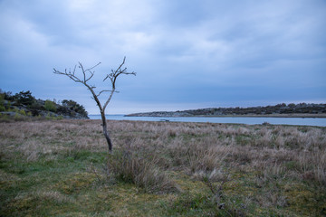Fototapeta na wymiar tree in the field vallda Sandö