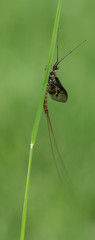 Green Drake Mayfly Ephemera danica male in spring with greengrass field background
