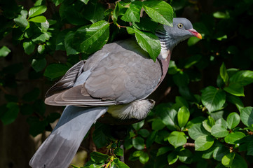 Eating in a confined space, common wood pigeon squeezing onto a bird feeder below a cherry tree
