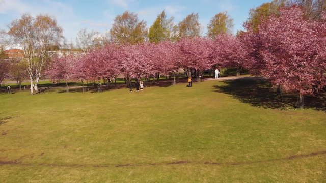 Helsinki Cherry Tree Blossom Aerial Higher Overflight Nr2 4K. Filmed at Roihuvuori Cherry Tree Park Mother's Day 2020. The place is Roihuvuoren kirsikkapuisto. Prores422 and more photos available