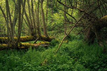 Fallen trees in the forest during spring morning in Jeziorka valley near Piaseczno, Poland