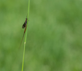 Green Drake Mayfly Ephemera danica male in spring with greengrass field background