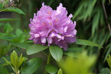 Rhododendron Heidekrautgewächse Ericaceae
Garten Blühte  Flora Pflanzen Gebüsch Stauden
Pflanzenbusch  Rhododendronbusch
