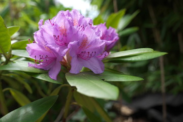 Rhododendron Heidekrautgewächse Ericaceae
Garten Blühte  Flora Pflanzen Gebüsch...