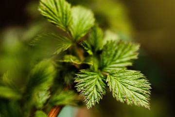 Young raspberry leaves bloom in spring. Young tree growing at the spring. The buds have bloomed. Close-up plan. Copy space. Ecological and birth concept. Buds bloom on a tree. Selective focus.