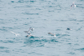 South American Tern photographed in Vitoria, Southeast of Brazil. Atlantic Ocean. Picture made in 2019.