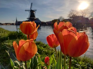Obraz premium tulips and windmill
