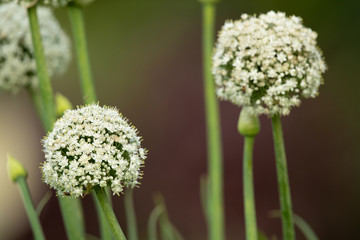 Onion flower stalks at shallow depth of focus
