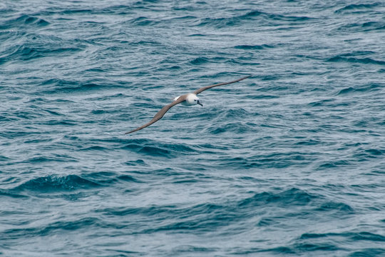 Yellow Nosed Albatross Photographed In Vitoria, Capital Of Espirito Santo. Southeast Of Brazil. Atlantic Ocean. Picture Made In 2019.