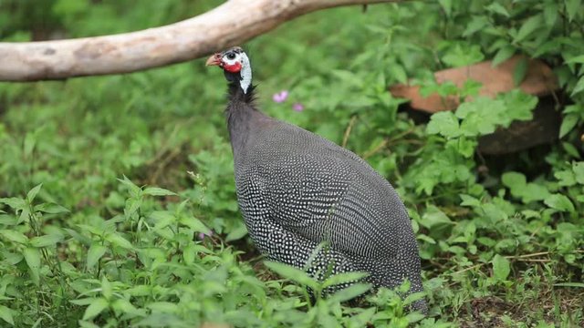 Guinea fowl is walking next to the chicken. Full hd.