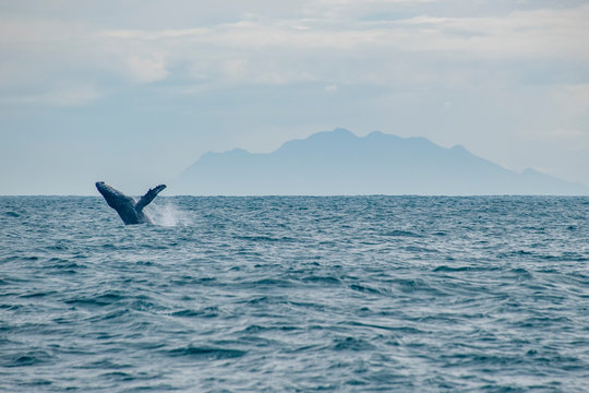Humpback Whale photographed in Vitoria, Capital of Espirito Santo. Southeast of Brazil. Atlantic Ocean. Picture made in 2019.