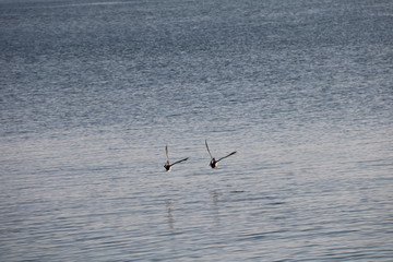 Parade de Cygnes en vol