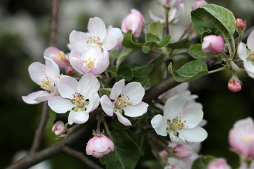 Fototapeta na wymiar Apple blossom in spring garden, selective focus. White and pink flowers on a branch