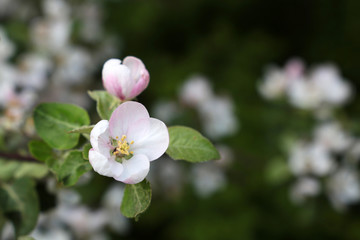 Apple blossom in spring garden, selective focus. White and pink flowers on a branch