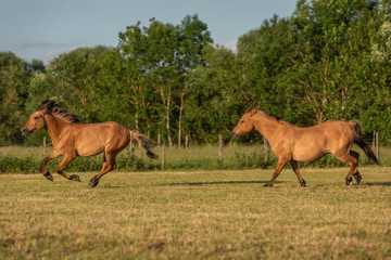 Horses in a pasture in the French countryside in spring