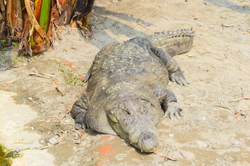 crocodile on the beach