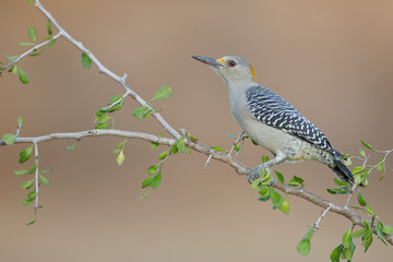 Golden-fronted Woodpecker (Melanerpes aurifrons) on branch in South Texas, USA