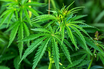 Marijuana Cannabis. Close up of a Cannabis leaf and Female Flowers. Medical Marijuana grown plants. Hybrid Hemp. Cola. Resin. Healing. Mental Health. Leafy, green leaves and healthy plants