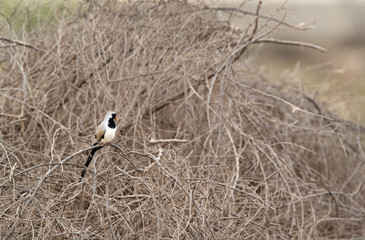 Namaqua Dove in its habitat at Buri Farm, Bahrain