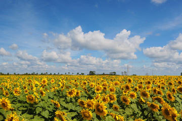 Fototapeta na wymiar planting sunflowers for oil extraction