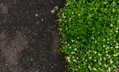 A flower of a clover, background of grass and an asphalt road.