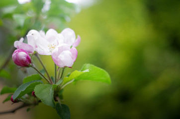Naklejka na ściany i meble A sprig of Apple tree with pink spring flowers on a beautiful blurred green background.