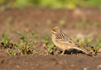 Fototapeta premium Portrait of a Corn Bunting at Buri farm, Bahrain