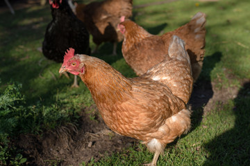 Close up of red chicken on a farm in nature. Hens in a free throw farm. Hens walk in the yard of the farm. The concept of rural life. Agriculture. Country life