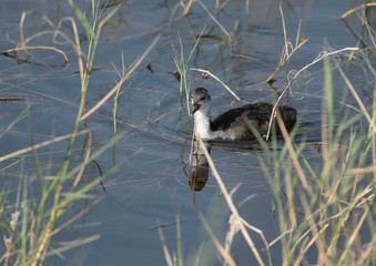 A Juvenile Common Coot at Buhair Lake, Bahrain