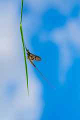Green Drake Mayfly Ephemera danica male in spring with blue sky background
