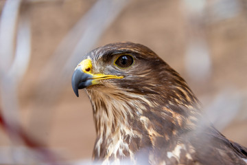 Fototapeta premium Close up view of the head and colorful beak of an eagle, a bird of prey.
