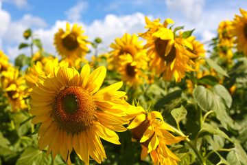 Naklejka premium planting sunflowers for oil extraction
