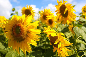 planting sunflowers for oil extraction