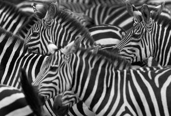 Fototapeta na wymiar Stripes pattern in Savannah, Masai Mara. Selective focus on back