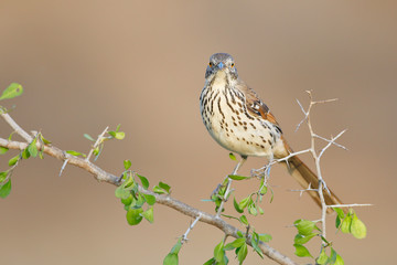 Long-billed thrasher (Toxostoma longirostre) perched, South Texas, USA