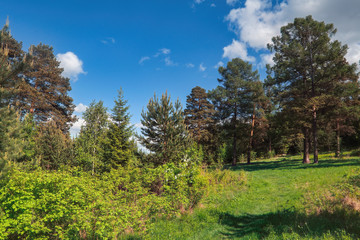 Fototapeta na wymiar Summer landscape green meadow on a background of coniferous forest and blue sky.