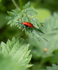 A Red Headed or Common Cardinal Beetle (Pyrochroa serraticornis) on a Nettle Leaf