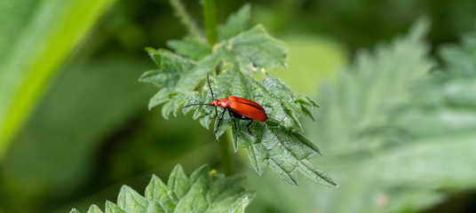 A Red Headed or Common Cardinal Beetle (Pyrochroa serraticornis) on a Nettle Leaf