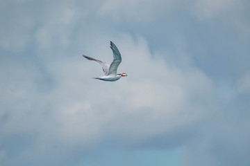 Royal Tern photographed in Vitoria, Capital of Espirito Santo. Southeast of Brazil. Atlantic Ocean. Picture made in 2019.