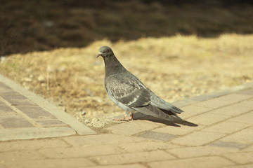 The blue pigeon sits on the pavement paved with paving stones against a backdrop of dry grass in the light of the sun.