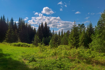 Summer landscape green meadow on a background of coniferous forest and blue sky.