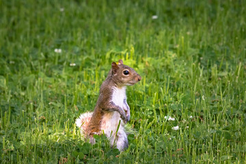 Grey Ground Squirrel on tree in Acworth Georgia.