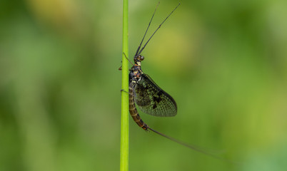 Green Drake Mayfly Ephemera danica male in spring with greengrass field background