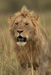Obraz na płótnie Canvas Portrait of a subadult Lion at Masai Mara, Kenya
