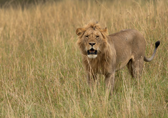 Fototapeta na wymiar Closeup of a Lion at Masai Mara, Kenya