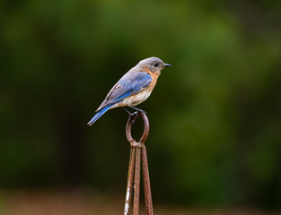 Blue bird perched in wildlife sanctuary in Rome Georgia.